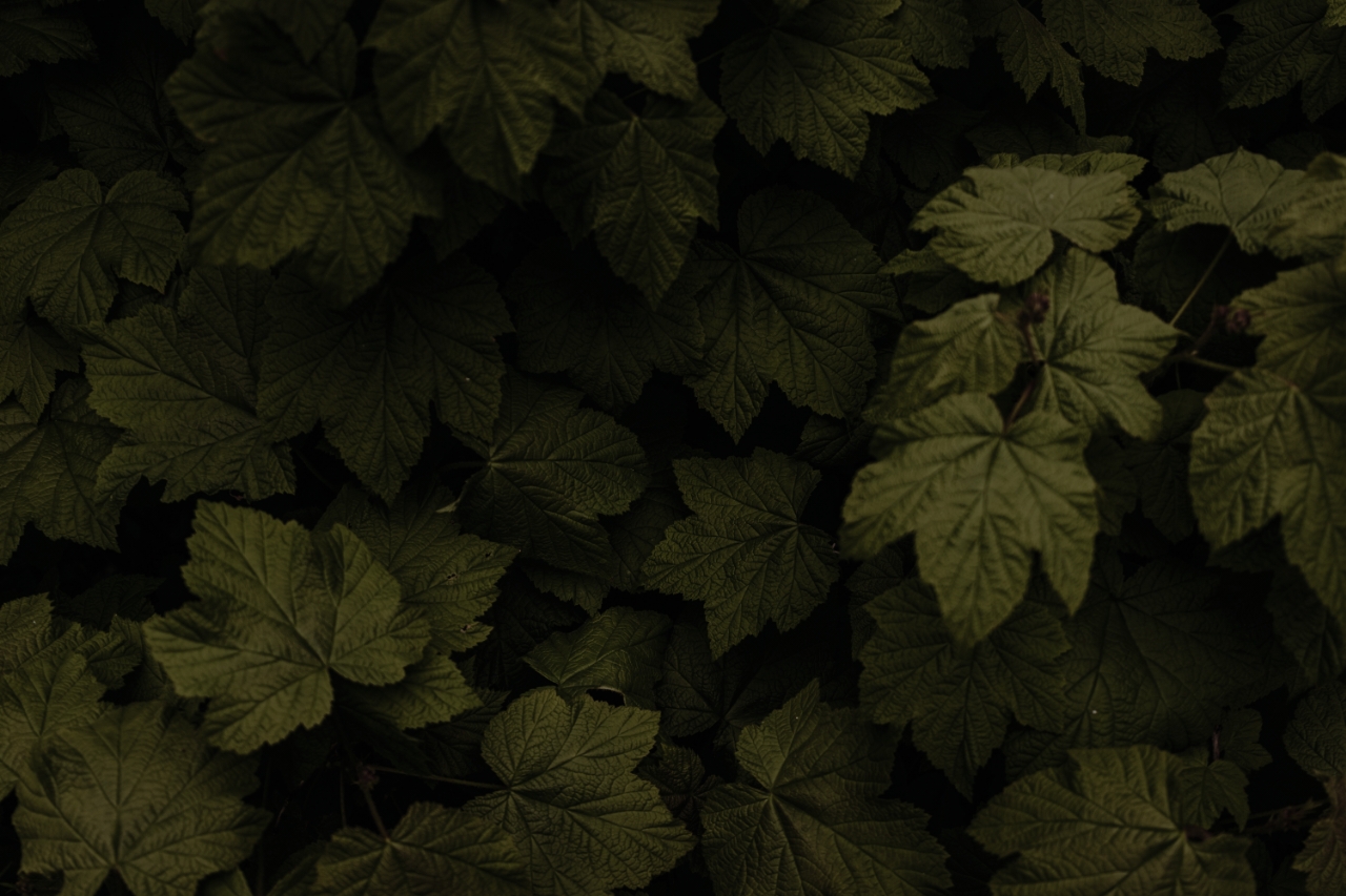 Background image of a bush